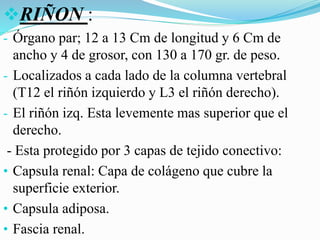 RIÑON :
- Órgano par; 12 a 13 Cm de longitud y 6 Cm de
ancho y 4 de grosor, con 130 a 170 gr. de peso.
- Localizados a cada lado de la columna vertebral
(T12 el riñón izquierdo y L3 el riñón derecho).
- El riñón izq. Esta levemente mas superior que el
derecho.
- Esta protegido por 3 capas de tejido conectivo:
• Capsula renal: Capa de colágeno que cubre la
superficie exterior.
• Capsula adiposa.
• Fascia renal.
 
