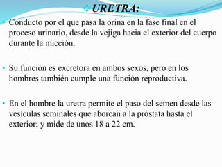 URETRA:
• Conducto por el que pasa la orina en la fase final en el
proceso urinario, desde la vejiga hacia el exterior del cuerpo
durante la micción.
• Su función es excretora en ambos sexos, pero en los
hombres también cumple una función reproductiva.
• En el hombre la uretra permite el paso del semen desde las
vesículas seminales que aborcan a la próstata hasta el
exterior; y mide de unos 18 a 22 cm.
 