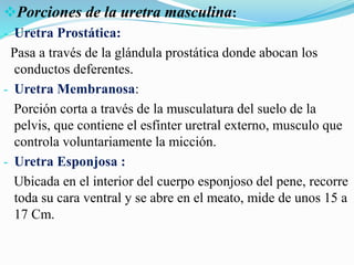 Porciones de la uretra masculina:
- Uretra Prostática:
Pasa a través de la glándula prostática donde abocan los
conductos deferentes.
- Uretra Membranosa:
Porción corta a través de la musculatura del suelo de la
pelvis, que contiene el esfínter uretral externo, musculo que
controla voluntariamente la micción.
- Uretra Esponjosa :
Ubicada en el interior del cuerpo esponjoso del pene, recorre
toda su cara ventral y se abre en el meato, mide de unos 15 a
17 Cm.
 