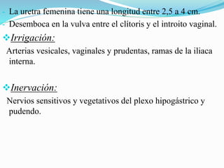 - La uretra femenina tiene una longitud entre 2,5 a 4 cm.
- Desemboca en la vulva entre el clítoris y el introito vaginal.
Irrigación:
Arterias vesicales, vaginales y prudentas, ramas de la iliaca
interna.
Inervación:
Nervios sensitivos y vegetativos del plexo hipogástrico y
pudendo.
 