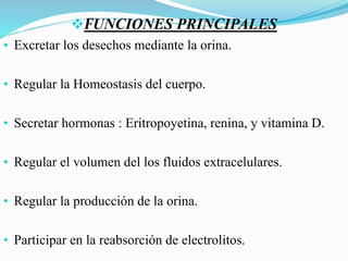 FUNCIONES PRINCIPALES
• Excretar los desechos mediante la orina.
• Regular la Homeostasis del cuerpo.
• Secretar hormonas : Eritropoyetina, renina, y vitamina D.
• Regular el volumen del los fluidos extracelulares.
• Regular la producción de la orina.
• Participar en la reabsorción de electrolitos.
 