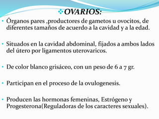 OVARIOS:
• Órganos pares ,productores de gametos u ovocitos, de
diferentes tamaños de acuerdo a la cavidad y a la edad.
• Situados en la cavidad abdominal, fijados a ambos lados
del útero por ligamentos uterovaricos.
• De color blanco grisáceo, con un peso de 6 a 7 gr.
• Participan en el proceso de la ovulogenesis.
• Producen las hormonas femeninas, Estrógeno y
Progesterona(Reguladoras de los caracteres sexuales).
 