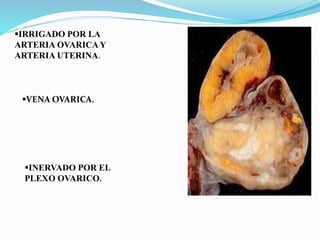 IRRIGADO POR LA
ARTERIA OVARICAY
ARTERIA UTERINA.
VENA OVARICA.
INERVADO POR EL
PLEXO OVARICO.
 