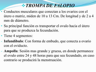 TROMPA DE FALOPIO
• Conductos musculares que conectan a los ovarios con el
útero o matriz, miden de 10 a 13 Cm. De longitud y de 2 a 4
mm de diámetro.
• Su principal función es transportar el ovulo hacia el útero
para que se produzca la fecundación.
• Tiene 4 segmentos:
- Infundíbulo: Con forma de embudo, que conecta a ovario
con el oviducto.
- Ampolla: Sesión mas grande y gruesa, en donde permanece
el ovulo entre 24 y 48 horas para que sea fecundado, en caso
contrario se producirá la menstruación.
 