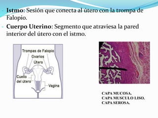 - Istmo: Sesión que conecta al útero con la trompa de
Falopio.
- Cuerpo Uterino: Segmento que atraviesa la pared
interior del útero con el istmo.
CAPA MUCOSA.
CAPA MUSCULO LISO.
CAPA SEROSA.
 