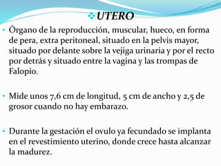 UTERO
• Órgano de la reproducción, muscular, hueco, en forma
de pera, extra peritoneal, situado en la pelvis mayor,
situado por delante sobre la vejiga urinaria y por el recto
por detrás y situado entre la vagina y las trompas de
Falopio.
• Mide unos 7,6 cm de longitud, 5 cm de ancho y 2,5 de
grosor cuando no hay embarazo.
• Durante la gestación el ovulo ya fecundado se implanta
en el revestimiento uterino, donde crece hasta alcanzar
la madurez.
 