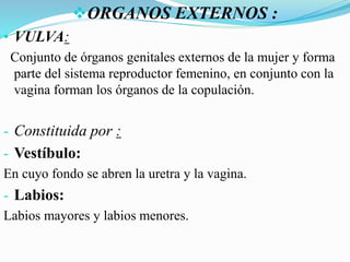 ORGANOS EXTERNOS :
• VULVA:
Conjunto de órganos genitales externos de la mujer y forma
parte del sistema reproductor femenino, en conjunto con la
vagina forman los órganos de la copulación.
- Constituida por :
- Vestíbulo:
En cuyo fondo se abren la uretra y la vagina.
- Labios:
Labios mayores y labios menores.
 
