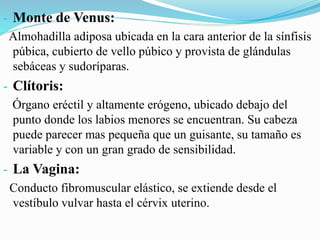 - Monte de Venus:
Almohadilla adiposa ubicada en la cara anterior de la sínfisis
púbica, cubierto de vello púbico y provista de glándulas
sebáceas y sudoríparas.
- Clítoris:
Órgano eréctil y altamente erógeno, ubicado debajo del
punto donde los labios menores se encuentran. Su cabeza
puede parecer mas pequeña que un guisante, su tamaño es
variable y con un gran grado de sensibilidad.
- La Vagina:
Conducto fibromuscular elástico, se extiende desde el
vestíbulo vulvar hasta el cérvix uterino.
 