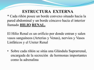 ESTRUCTURA EXTERNA
* Cada riñón posee un borde convexo situado hacia la
pared abdominal y un borde cóncavo hacia el interior
llamado HILIO RENAL.
El Hilio Renal es un orificio por donde entran y salen
vasos sanguíneos (Arterias y Venas), nervios y Vasos
Linfáticos y el Ureter Renal
• Sobre cada riñón se sitúa una Glándula Suprarrenal,
encargada de la secreción de hormonas importantes
como la adrenalina
 