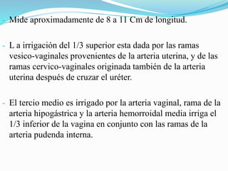 - Mide aproximadamente de 8 a 11 Cm de longitud.
- L a irrigación del 1/3 superior esta dada por las ramas
vesico-vaginales provenientes de la arteria uterina, y de las
ramas cervico-vaginales originada también de la arteria
uterina después de cruzar el uréter.
- El tercio medio es irrigado por la arteria vaginal, rama de la
arteria hipogástrica y la arteria hemorroidal media irriga el
1/3 inferior de la vagina en conjunto con las ramas de la
arteria pudenda interna.
 