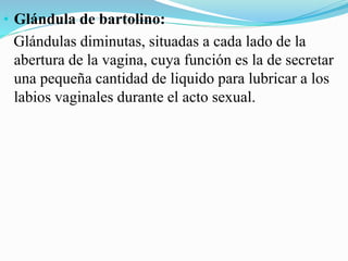 • Glándula de bartolino:
Glándulas diminutas, situadas a cada lado de la
abertura de la vagina, cuya función es la de secretar
una pequeña cantidad de liquido para lubricar a los
labios vaginales durante el acto sexual.
 