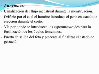 • Funciones:
- Canalización del flujo menstrual durante la menstruación.
- Orificio por el cual el hombre introduce el pene en estado de
erección durante el coito.
- Vía por donde se introducen los espermatozoides para la
fertilización de los óvulos femeninos.
- Puerta de salida del feto y placenta al finalizar el estado de
gestación.
 