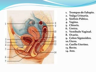 1. Trompas de Falopio.
2. Vejiga Urinaria.
3. Sínfisis Púbica.
4. Vagina.
5. Clítoris.
6. Uretra.
7. Vestíbulo Vaginal.
8. Ovario.
9. Colon Sigmoideo.
10.Útero.
12. Cuello Uterino.
13. Recto.
14. Ano.
 