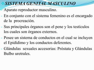 SISTEMA GENITAL MASCULINO
- Aparato reproductor masculino.
- En conjunto con el sistema femenino es el encargado
de la procreación.
- Sus principales órganos son el pene y los testículos
los cuales son órganos externos.
- Posee un sistema de conductos en el cual se incluyen
el Epidídimo y los conductos deferentes.
- Glándulas sexuales accesorias: Próstata y Glándulas
Bulbo uretrales.
 