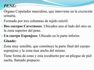 • PENE:
- Órgano Copulador masculino, que interviene en la excreción
urinaria.
- Formado por tres columnas de tejido eréctil:
o Dos cuerpos Cavernosos: Ubicados uno al lado del otro en
la zona superior del pene.
o Un cuerpo Esponjoso: Ubicado en la parte inferior.
- Glande:
Zona muy sensible, que constituye la parte final del cuerpo
esponjoso y la zona mas ancha del mismo.
Tiene forma de cono y esta recubierto por un pliegue de piel
suelta, llamado prepucio.
 