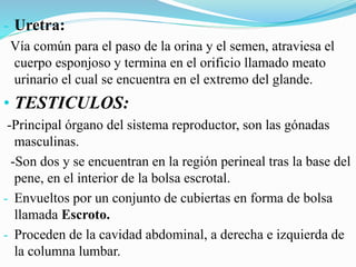 - Uretra:
Vía común para el paso de la orina y el semen, atraviesa el
cuerpo esponjoso y termina en el orificio llamado meato
urinario el cual se encuentra en el extremo del glande.
• TESTICULOS:
-Principal órgano del sistema reproductor, son las gónadas
masculinas.
-Son dos y se encuentran en la región perineal tras la base del
pene, en el interior de la bolsa escrotal.
- Envueltos por un conjunto de cubiertas en forma de bolsa
llamada Escroto.
- Proceden de la cavidad abdominal, a derecha e izquierda de
la columna lumbar.
 