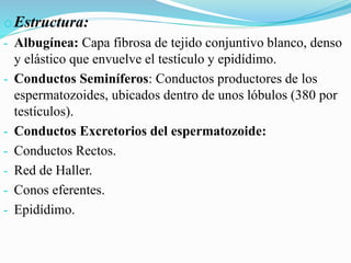oEstructura:
- Albugínea: Capa fibrosa de tejido conjuntivo blanco, denso
y elástico que envuelve el testículo y epidídimo.
- Conductos Seminíferos: Conductos productores de los
espermatozoides, ubicados dentro de unos lóbulos (380 por
testículos).
- Conductos Excretorios del espermatozoide:
- Conductos Rectos.
- Red de Haller.
- Conos eferentes.
- Epidídimo.
 