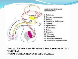 - IRRIGADOS POR ARTERIA ESPERMATICA, DEFERENCIAL Y
FUNICULAR.
- VENAS DE DRENAJE: VENAS ESPERMATICAS.
 