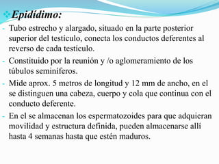 Epidídimo:
- Tubo estrecho y alargado, situado en la parte posterior
superior del testículo, conecta los conductos deferentes al
reverso de cada testículo.
- Constituido por la reunión y /o aglomeramiento de los
túbulos seminíferos.
- Mide aprox. 5 metros de longitud y 12 mm de ancho, en el
se distinguen una cabeza, cuerpo y cola que continua con el
conducto deferente.
- En el se almacenan los espermatozoides para que adquieran
movilidad y estructura definida, pueden almacenarse allí
hasta 4 semanas hasta que estén maduros.
 