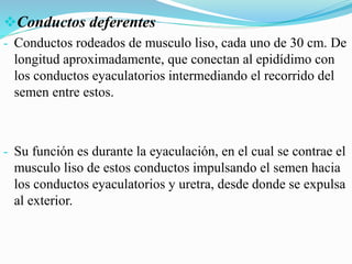 Conductos deferentes
- Conductos rodeados de musculo liso, cada uno de 30 cm. De
longitud aproximadamente, que conectan al epidídimo con
los conductos eyaculatorios intermediando el recorrido del
semen entre estos.
- Su función es durante la eyaculación, en el cual se contrae el
musculo liso de estos conductos impulsando el semen hacia
los conductos eyaculatorios y uretra, desde donde se expulsa
al exterior.
 
