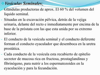 Vesículas Seminales:
- Glándulas productoras de aprox. El 60 % del volumen del
liquido seminal.
- Situadas en la excavación pélvica, detrás de la vejiga
urinaria, delante del recto e inmediatamente por encima de la
base de la próstata con las que esta unida por su extremo
inferior.
- El conducto de la vesícula seminal y el conducto deferente
forman el conducto eyaculador que desemboca en la uretra
prostática.
- Cada conducto de la vesícula esta recubierto de epitelio
secretor de mucosa rica en fructosa, prostaglandinas y
fibrinógeno, para nutrir a los espermatozoides en la
eyaculación y para la fecundación.
 