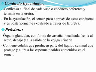 Conducto Eyaculador:
- Comienza al final de cada vaso o conducto deferente y
termina en la uretra.
- En la eyaculación, el semen pasa a través de estos conductos
y es posteriormente expulsado a través de la uretra.
Próstata:
- Órgano glandular, con forma de castaña, localizada frente al
recto, debajo y a la salida de la vejiga urinaria.
- Contiene células que producen parte del liquido seminal que
protege y nutre a los espermatozoides contenidos en el
semen.
 