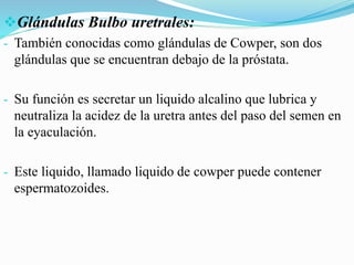 Glándulas Bulbo uretrales:
- También conocidas como glándulas de Cowper, son dos
glándulas que se encuentran debajo de la próstata.
- Su función es secretar un liquido alcalino que lubrica y
neutraliza la acidez de la uretra antes del paso del semen en
la eyaculación.
- Este liquido, llamado liquido de cowper puede contener
espermatozoides.
 