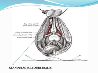 GLANDULAS BULBOURETRALES.
 