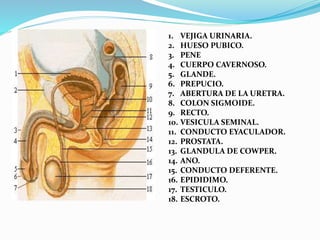 1. VEJIGA URINARIA.
2. HUESO PUBICO.
3. PENE
4. CUERPO CAVERNOSO.
5. GLANDE.
6. PREPUCIO.
7. ABERTURA DE LA URETRA.
8. COLON SIGMOIDE.
9. RECTO.
10. VESICULA SEMINAL.
11. CONDUCTO EYACULADOR.
12. PROSTATA.
13. GLANDULA DE COWPER.
14. ANO.
15. CONDUCTO DEFERENTE.
16. EPIDIDIMO.
17. TESTICULO.
18. ESCROTO.
 
