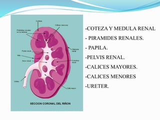-COTEZA Y MEDULA RENAL
- PIRAMIDES RENALES.
- PAPILA.
-PELVIS RENAL.
-CALICES MAYORES.
-CALICES MENORES
-URETER.
 
