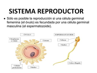 ● Sólo es posible la reproducción si una célula germinal
femenina (el óvulo) es fecundada por una célula germinal
masculina (el espermatozoide).
 