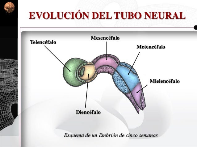 Labios Rombicos Sistema Nervioso Periférico, Autonomo. Histología y Embriología del S…