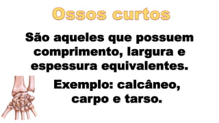 São aqueles que possuem
comprimento, largura e
espessura equivalentes.
Exemplo: calcâneo,
carpo e tarso.
 