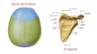 Ossos do Crânio
Escápula
 