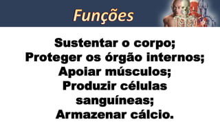 Sustentar o corpo;
Proteger os órgão internos;
Apoiar músculos;
Produzir células
sanguíneas;
Armazenar cálcio.
 