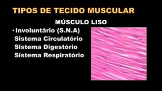 MÚSCULO LISO
• Involuntário (S.N.A)
Sistema Circulatório
Sistema Digestório
Sistema Respiratório
 