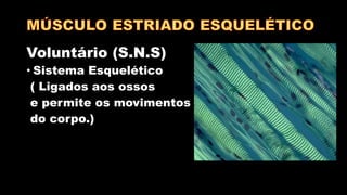 Voluntário (S.N.S)
• Sistema Esquelético
( Ligados aos ossos
e permite os movimentos
do corpo.)
 