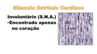 Involuntário (S.N.A.)
•Encontrado apenas
no coração
 