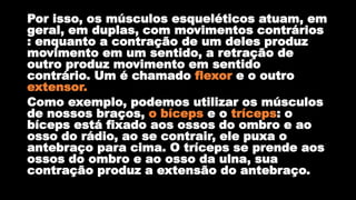 Por isso, os músculos esqueléticos atuam, em
geral, em duplas, com movimentos contrários
: enquanto a contração de um deles produz
movimento em um sentido, a retração de
outro produz movimento em sentido
contrário. Um é chamado flexor e o outro
extensor.
Como exemplo, podemos utilizar os músculos
de nossos braços, o bíceps e o tríceps: o
bíceps está fixado aos ossos do ombro e ao
osso do rádio, ao se contrair, ele puxa o
antebraço para cima. O tríceps se prende aos
ossos do ombro e ao osso da ulna, sua
contração produz a extensão do antebraço.
 
