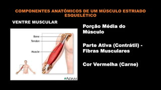 COMPONENTES ANATÔMICOS DE UM MÚSCULO ESTRIADO
ESQUELÉTICO
VENTRE MUSCULAR
Porção Média do
Músculo
Parte Ativa (Contrátil) -
Fibras Musculares
Cor Vermelha (Carne)
 