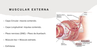 M U S C U L A R E X T E R N A
• Capa Circular: mezcla contenido.
• Capa Longitudinal: impulsa contenido.
• Plexo nervioso (SNE) - Plexo de Auerbach.
• Músculo liso > Músculo estriado.
• Esfínteres
 