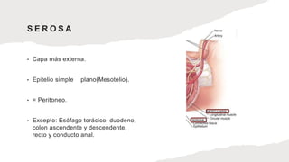 S E R O S A
• Capa más externa.
• Epitelio simple plano(Mesotelio).
• = Peritoneo.
• Excepto: Esófago torácico, duodeno,
colon ascendente y descendente,
recto y conducto anal.
 