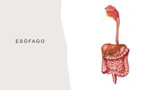 E S Ó F A G O
 