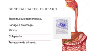 G E N E R A L I D A D E S E S Ó F A G O
Tubo musculomembranoso.
Faringe a estómago.
25cms.
Colapsado.
Transporte de alimento.
 