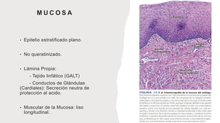 M U C O S A
• Epitelio estratificado plano.
• No queratinizado.
• Lámina Propia:
- Tejido linfático (GALT)
- Conductos de Glándulas
(Cardiales): Secreción neutra de
protección al acido.
• Muscular de la Mucosa: liso
longitudinal.
 