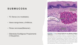 S U B M U C O S A
• TC Denso (no modelado).
• Vasos sanguíneos y linfáticos.
• Fibras nerviosas(Meissner).
• Glándulas Esofágicas Propiamente
(1/3superior).
 