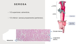 S E R O S A
• 1/3 superiores: adventicia.
• 1/3 inferior: serosa propiamente (peritoneo).
 