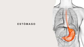 E S T Ó M A G O
 