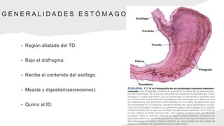 G E N E R A L I D A D E S E S T Ó M A G O
• Región dilatada del TD.
• Bajo el diafragma.
• Recibe el contenido del esófago.
• Mezcla y digestión(secreciones).
• Quimo al ID.
 