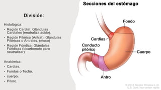 División:
Histológica:
• Región Cardial: Glándulas
Cardiales (neutraliza acido).
• Región Pilórica (Antral): Glándulas
Pilóricas o Antrales. (moco)
• Región Fúndica: Glándulas
Fúndicas (bicarbonato para
neutralizar)
Anatómica:
• Cardias.
• Fundus o Techo.
• cuerpo.
• Píloro.
 